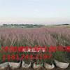 粉黛亂子草價格_粉黛亂子草圖片_粉黛亂子草基地_粉黛亂子草產(chǎn)地