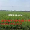 噴雪花120#盆價格_噴雪花圖片_噴雪花基地_噴雪花產(chǎn)地