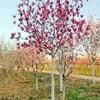 江蘇沭陽紫玉蘭/紅玉蘭價格優(yōu)惠_江蘇紫玉蘭/紅玉蘭低價銷售