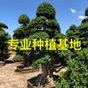 漳州供應(yīng)造型小葉榕產(chǎn)地直銷