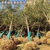 30公分全冠香樟 湖南全冠香樟基地批發(fā)多少錢