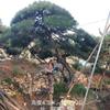造型油松，造型黑松，盆景松，迎客松。