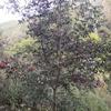 本苗圃常年供應(yīng)野鴨春，大規(guī)格野鴨春