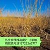 叢生金枝槐 叢生黃金槐照片 叢生金枝槐價(jià)格