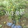 雙華苗圃銷售叢生黃櫨，精品獨(dú)桿黃櫨，精品大顆多分枝黃櫨