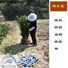 正宗柑桔苗明日見，柑橘新品種，品質高耐儲運，100株起批