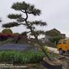 江蘇造型松基地江蘇造型黑松，如果需要買造型黑松的可以到江蘇常