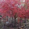 紅楓 日本紅楓 紅楓價格 紅楓基地  河南紅楓 河南紅楓基地 河南紅楓價格