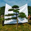 造型黑松基地直銷(xiāo)