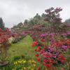 杜鵑、映山紅、春夏娟