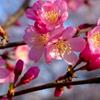 櫻花