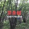 優(yōu)質(zhì)特價(jià)茶條槭 湖北叢生茶條槭 隨州叢生茶條槭產(chǎn)地直銷
