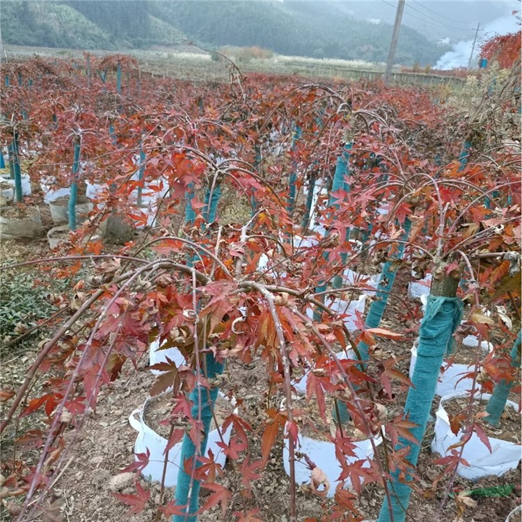 出售日本流泉红枫树苗枫树流泉三季红叶枫树庭院阳台盆栽地栽苗- 产品