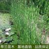 這是自家基地的花葉水蔥 如果大量采購(gòu)花葉水蔥的可以到江蘇本基