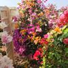޽ӣƷ50#