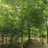 江西樂昌含笑基地 精品樂昌含笑大量批發(fā) 這是自家基地實(shí)拍的樂