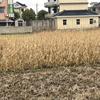 杭州蕭山益農(nóng)供應(yīng)再力花