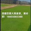 安徽混播黑麥草價格 百慕大果嶺草混播黑麥草