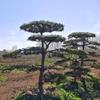 造型松批發(fā)基地 15公分造型油松 量大 價格優(yōu)惠