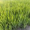 蕭山益農(nóng)水生鳶尾 常綠鳶尾  圖片價(jià)格  哪里便宜