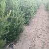 白皮松2至4米，精品樹型，便宜處理