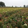 月季花苗 大花月季 豐花月季 歐洲月季小苗 南陽(yáng)基地直供