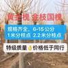 5公分金枝槐，5公分黃金槐，5公分金枝國(guó)槐，河北基地歡迎選購(gòu)！