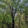 本基地常年供應(yīng)各種規(guī)格茶條槭  精品茶條槭大量批發(fā)