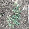 豐花月季 月季工程苗 豐花月季當年工程苗 豐花月季多少錢一棵