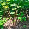 叢生紫荊 高度1.8米 紫荊基地直銷叢生紫荊多少錢一棵