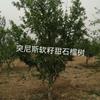 突尼斯軟籽石榴樹