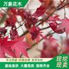 萬象花木 紅花 槭 勃艮第百麗 樹形優(yōu)美 城鄉(xiāng)綠化美化樹種