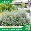 水果蘭 觀葉植物景觀樹 盆栽 基地 綠化造景配植 庭院觀賞樹 廠家批發(fā)直銷