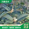 萬(wàn)象花木 桂花日香桂 花壇景觀庭院植物四季常青