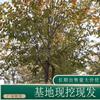 苗圃出售珊瑚樸庭院綠化公園小區(qū)街道風(fēng)景樹地栽盆栽 基地批發(fā)價(jià)格