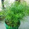 基地供應(yīng)天門冬盆栽苗 園林景觀造景植物 三武竹 老虎尾巴根 江蘇綠化苗木基地
