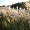 亂芒 多年生草本植物小區(qū)公園庭院綠化工程苗 花壇花鏡租擺河道美化