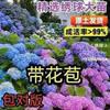 【今日特價】繡球花苗綠化盆栽花卉種苗無盡夏小苗八仙花四季開花