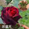 玫瑰花苗月季小苗鮮切花四季開花大花薔薇種苗花混發(fā)云南基地直銷