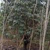 專供D10公分本石楠中華石楠