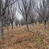 12公分紅葉李供應(yīng)