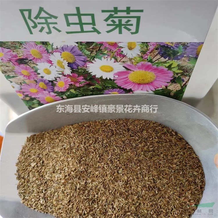 多年生除虫菊的种子985斤代办托运- 产品供应- 中国园林网