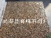 广场园林专用贵妃红荔枝面