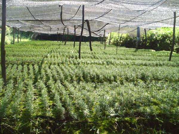 最优惠价供应美国红枫、红豆杉及各种绿化果苗