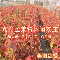 美國改良紅楓北美楓香多花藍(lán)果樹美國紅楓等彩葉樹