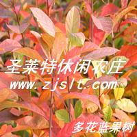 美國紅楓北美楓香多花藍(lán)果樹等彩葉樹