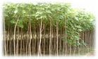 求購地徑一厘米梓樹苗60萬株