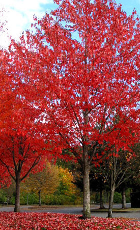 求購(gòu)美國(guó)紅楓、美國(guó)秋紫蠟、彩葉樹