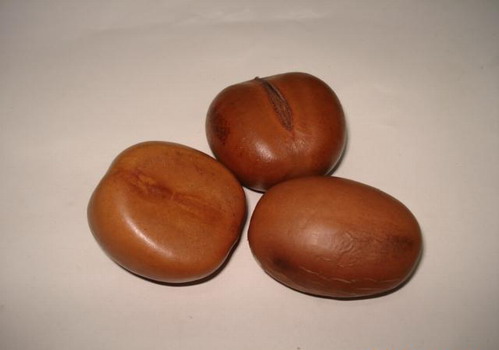 求購大量元寶樹種子