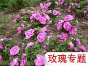 抗鹽堿玫瑰